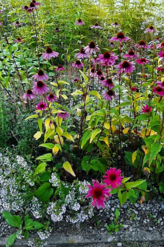 In einem Kurpark ist dieses Blumenbeet besonders aufgefallen. Blumen in verschiedenen Rot Tönen und in Weiß wechseln sich farbenfroh mit fruchtigen grünen Gräsern ab.