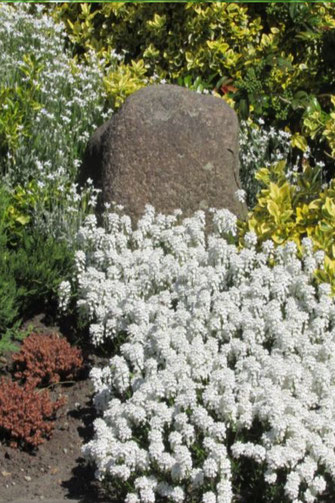 In einem Blumenbeet zeigt die Natur ihre ganze Pracht in einer verschwenderischen Fülle.