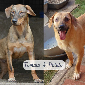 Tomato & Potato - TH Lucy foundation