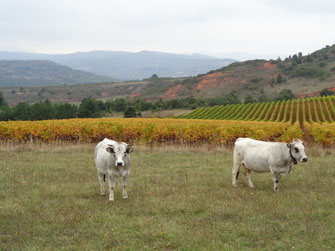 Gaec des Aouzines - Vaches - Pailhères