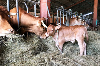 Ferme du Chalabrais - veau et vaches - Foussarigues - Rivel