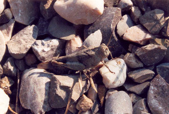 Blauflügelige Ödlandschrecke - Foto: W. Hofmann