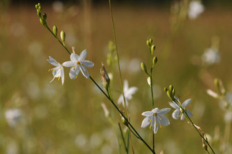 Foto: Ästige Graslilie