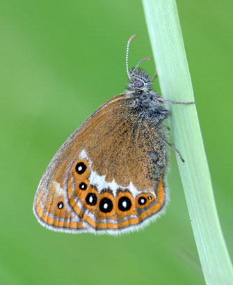 Wald-Wiesenvögelchen - Foto: Klaus Gottschaldt