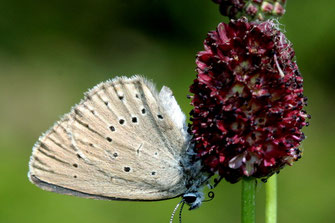 Großer Wiesenknopf (Foto: Klaus Gottschaldt)