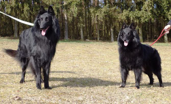 Flam vom Johannisbach und Aimy von dem Schatten hinter mir