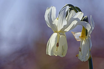 Narcisse des Glenan, une fleur endémique de l'archipel