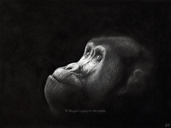 gorilla into the light drawing by french pencil artist Magali Lapeyre-Mirande gorille dans la lumière dessin artiste dessinatrice