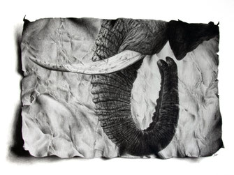 elephant timeless impressions drawing by french pencil artist Magali Lapeyre-Mirande éléphant impressions intemporelles dessin artiste dessinatrice