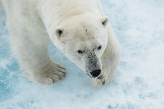 Eisbär Arktis Packeis Toni Bischof Tobila