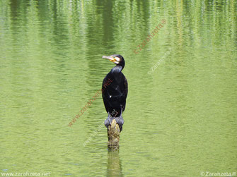 Kormoran auf einem Holzpfahl