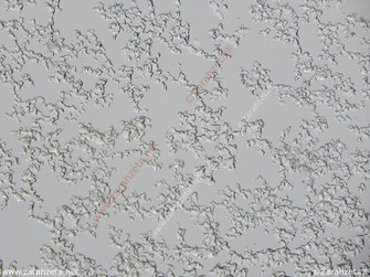 Eiskristalle an der Fensterscheibe