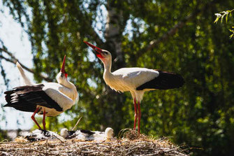 weiss storch ritual