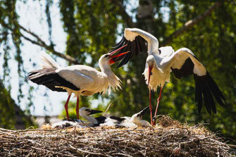 weiss storch ritual