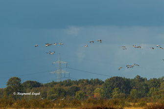 Common Crane