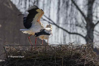 weissstoerche auf dem nest