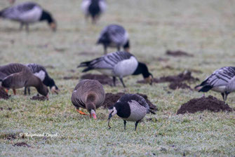 weisswangengans vogel wiese