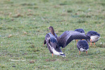 blaessgans vogel wiese