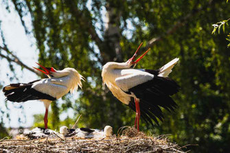 weiss storch ritual