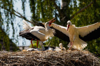 weiss storch ritual