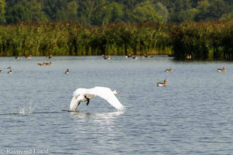 hoeckerschwan start flug see