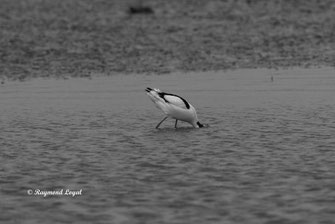 saebelschnaebler vogel wasser