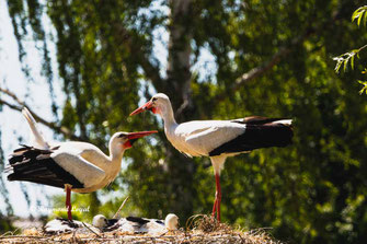 weiss storch ritual