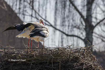 weissstoerche auf dem nest