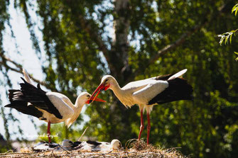 weiss storch begruessung