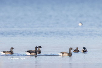 ringelgans gans vogel schwimmen wasser