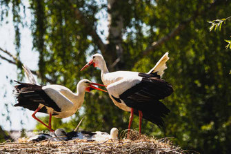 weiss storch ritual