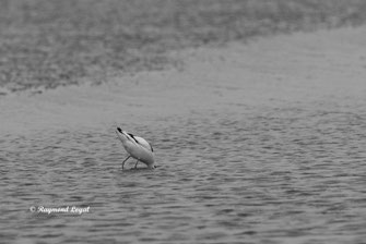 saebelschnaebler vogel wasser