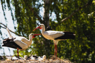 weiss storch begruessung