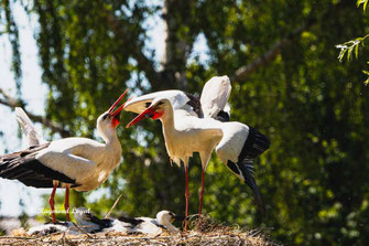 weiss storch ritual