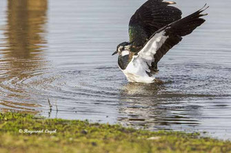 kiebitz badet im wasser