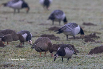weisswangengans vogel wiese