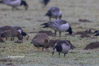 weisswangengans vogel wiese