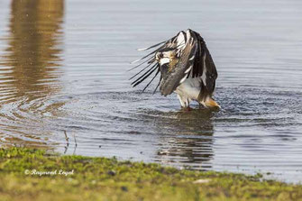 kiebitz badet im wasser
