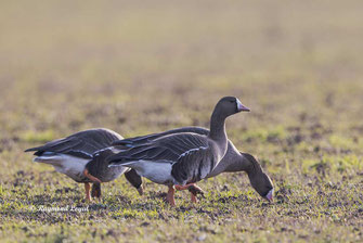 greater light-fronted goose anser albifrons on greenlands