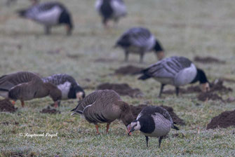 weisswangengans vogel wiese