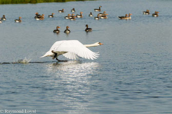 hoeckerschwan start flug see