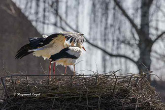 weissstoerche auf dem nest 