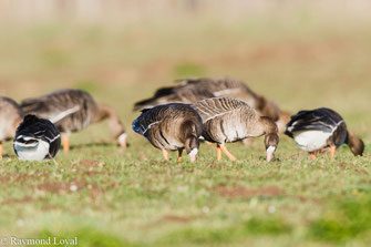 blaessgaense auf wiese