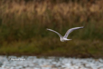 lachmoewe vogel flug