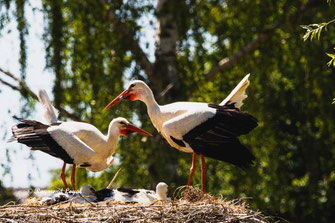 weiss storch ritual