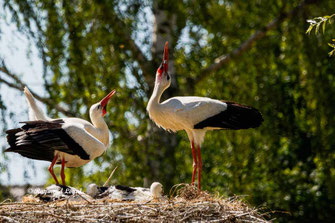 weiss storch begruessung