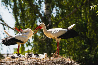 weiss storch ritual