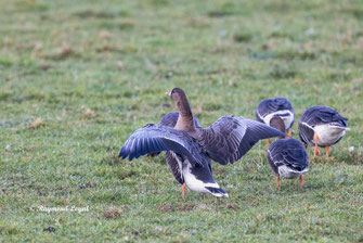 blaessgans vogel wiese