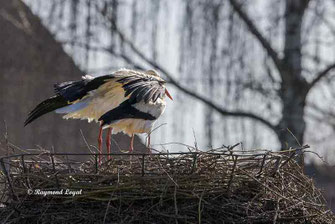 weissstoerche auf dem nest