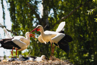 weiss storch begruessung